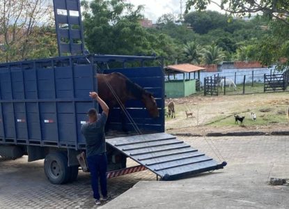 Alerta para perigos de animais de grande porte soltos em vias públicas de Feira de Santana