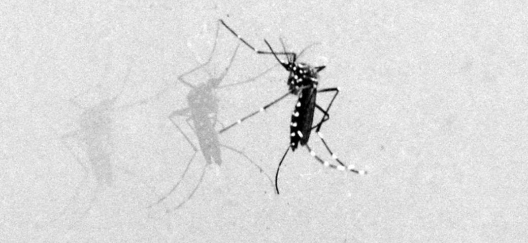 Prevenção do aedes aegypti: o que fazer para impedir reprodução do inseto