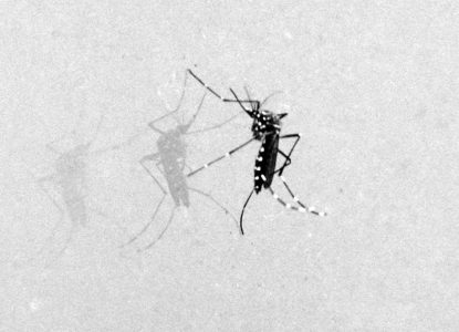 Prevenção do aedes aegypti: o que fazer para impedir reprodução do inseto