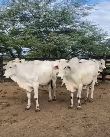 Arroba do boi se mantém em R$ 330 em Feira de Santana com oferta controlada