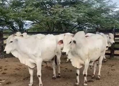 Arroba do boi se mantém em R$ 330 em Feira de Santana com oferta controlada