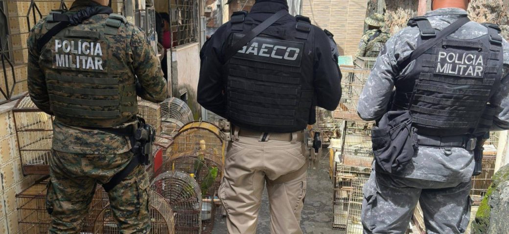 Ministério Público da Bahia denuncia integrantes da maior rede de tráfico de aves silvestres do Brasil