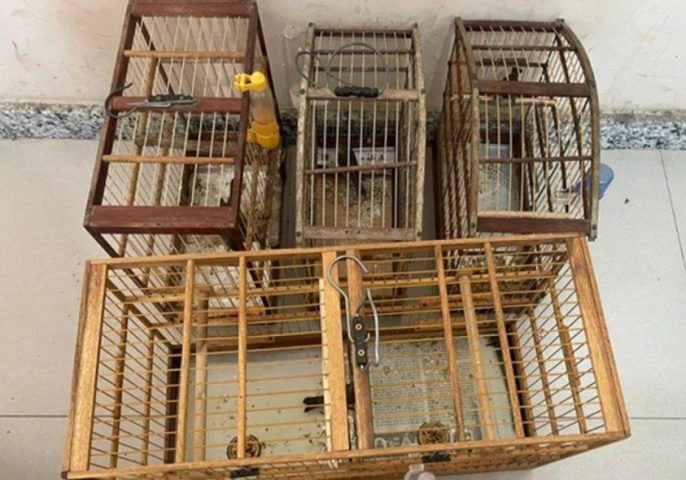 Aves silvestres são resgatadas durante operação contra tráfico na Bahia