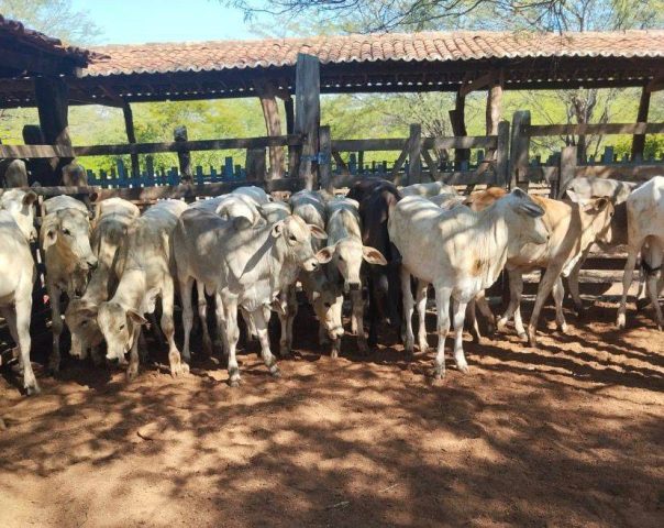 Arroba do boi começa 2026 estável em R$ 310 em Feira de Santana