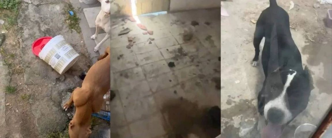 Polícia Civil e comissão da OAB realizam mais uma operação contra maus-tratos a animais em Feira de Santana