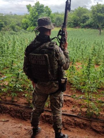 Polícia apreende uma tonelada de maconha e erradica 200 mil pés na região da Chapada Diamantina