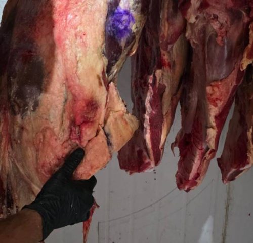 Operação da Polícia Civil desmantela esquema de furto de gado e venda ilegal de carne na Bahia
