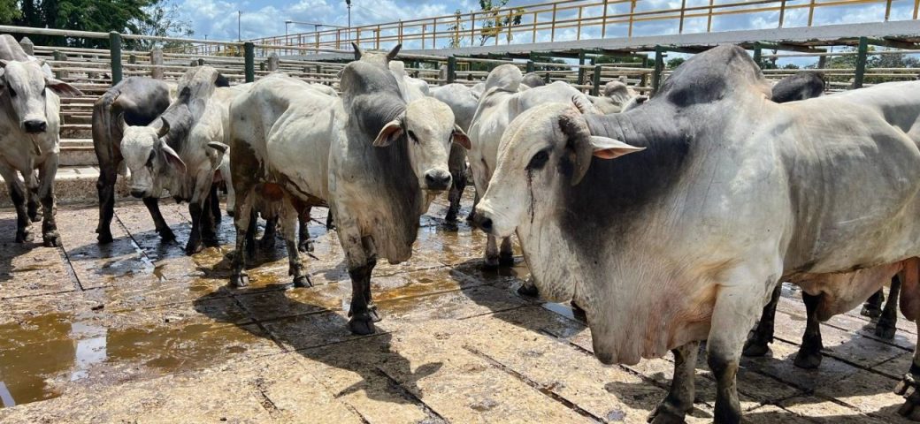 Arroba do boi se mantém em R$ 320 e mercado avalia nova alta ainda esta semana