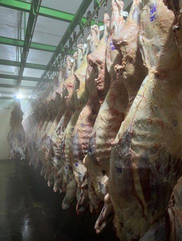 Arroba do boi sobe para R$ 330 em Feira de Santana e confirma tendência de alta no início de 2026