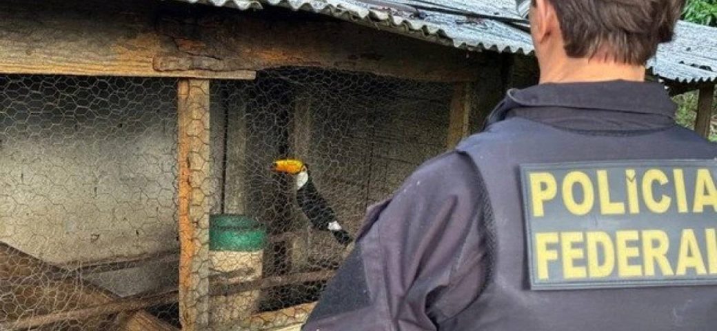Polícia Federal deflagra operação contra tráfico de animais silvestres na Bahia e em outros quatro estados