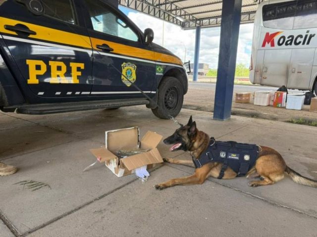PRF apreende drogas, eletrônicos e cosméticos em ônibus na BR-116, em Feira de Santana