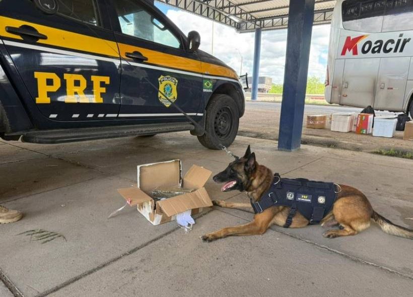 PRF apreende drogas, eletrônicos e cosméticos em ônibus na BR-116, em Feira de Santana