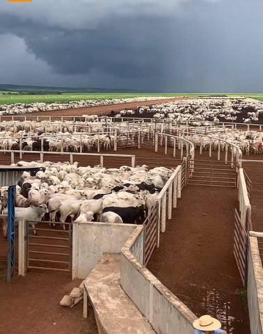 Valor da arroba do boi gordo em Feira de Santana está 13% mais caro em 2026; saiba valor