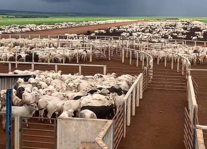 Valor da arroba do boi gordo em Feira de Santana está 13% mais caro em 2026; saiba valor