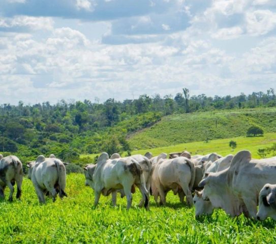 Arroba do boi chega a R$ 340 em Feira de Santana após alta de 13%