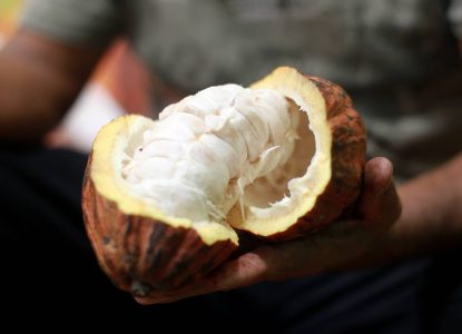 Lei que estabelece percentual mínimo de cacau beneficiará produtores baianos