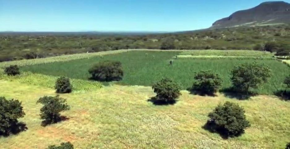 Segunda fase da Operação Raízes Ocultas erradica 300 mil pés de maconha no interor da Bahia
