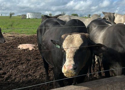 Arroba do boi gordo chega a R$ 345 na região de Feira de Santana e fecha março em alta