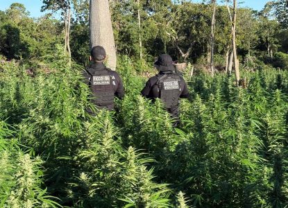 Polícia baiana erradica 50 mil pés de maconha em área rural na região oeste