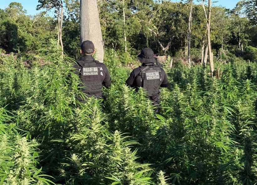 Polícia baiana erradica 50 mil pés de maconha em área rural na região oeste