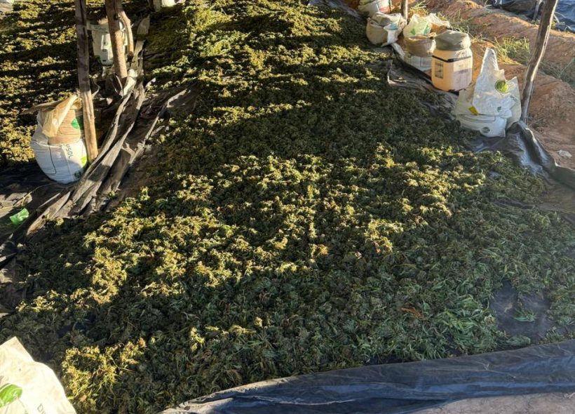 Em menos de quatro meses, Polícia baiana chega à marca de 1 milhão de pés de maconha erradicados em 2026