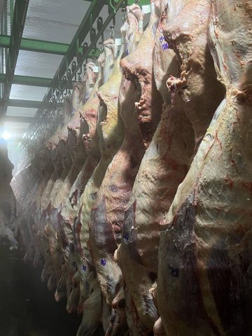 Arroba do boi gordo se mantém em R$ 350 na região de Feira de Santana