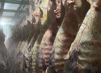 Arroba do boi gordo se mantém em R$ 350 na região de Feira de Santana