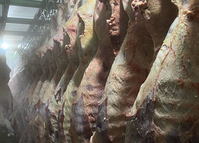 Arroba do boi gordo recua para R$ 345 na região de Feira de Santana após semanas de estabilidade