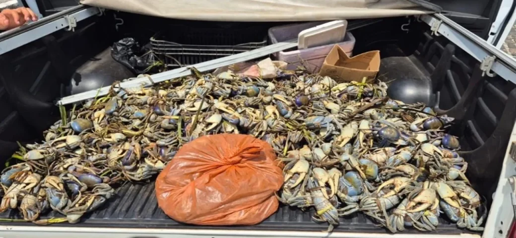 Mais de 1,5 mil caranguejos e guaiamuns são apreendidos na Bahia