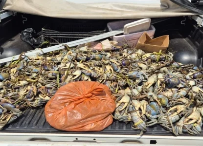 Mais de 1,5 mil caranguejos e guaiamuns são apreendidos na Bahia