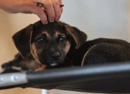 Lei define guarda compartilhada de pets; veja detalhes