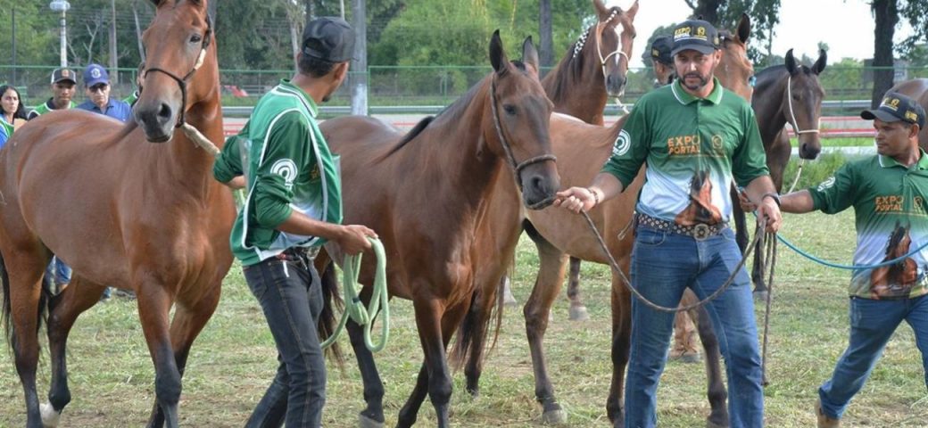 Feira de Santana será vitrine nacional para raça Campolina em junho