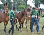 Feira de Santana será vitrine nacional para raça Campolina em junho