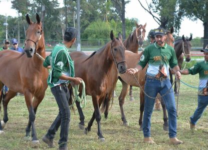 Feira de Santana será vitrine nacional para raça Campolina em junho