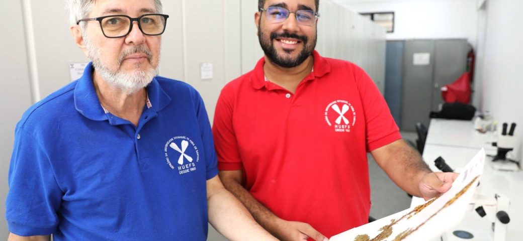 Pesquisadores da UEFS descobrem nova espécie de planta na Caatinga