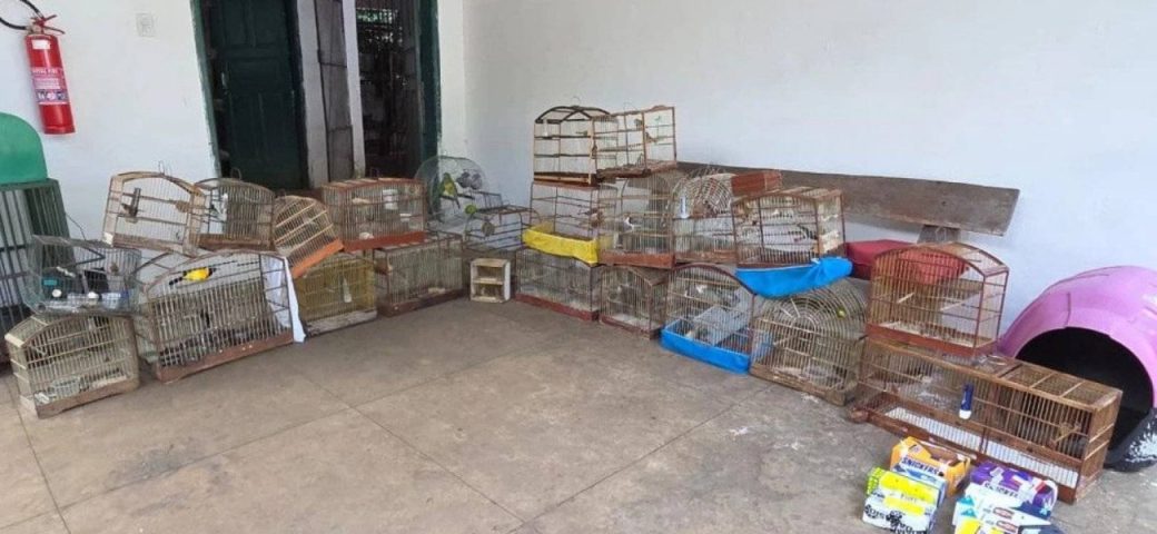 Operação resgata 47 aves silvestres em Vitória da Conquista