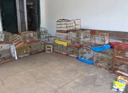 Operação resgata 47 aves silvestres em Vitória da Conquista