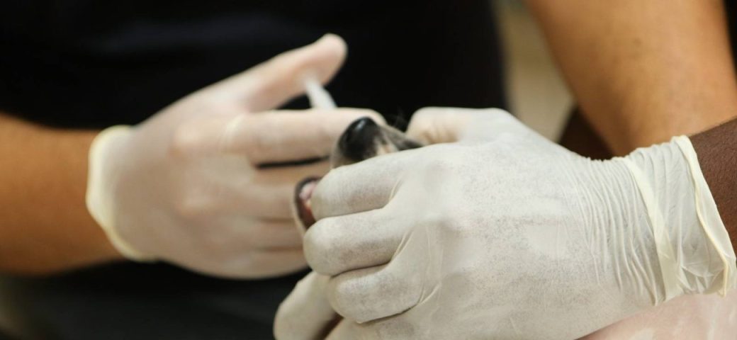 Saiba pontos de vacinação antirrábica para cães e gatos em Cruz das Almas