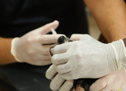 Saiba pontos de vacinação antirrábica para cães e gatos em Cruz das Almas