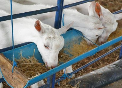 Centro de Comercialização de Animais é criado para potencializar produção de caprinos e ovinos no Norte baiano