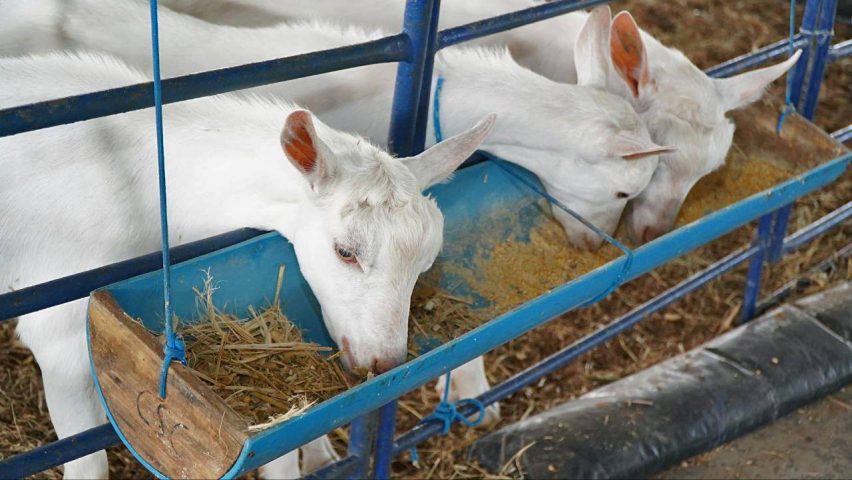 Centro de Comercialização de Animais é criado para potencializar produção de caprinos e ovinos no Norte baiano