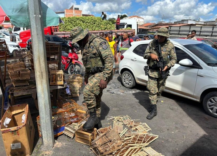 Polícia Militar resgata 65 animais silvestres durante operação em Feira de Santana e Alagoinhas