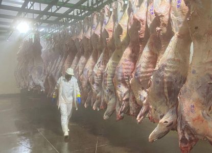 Arroba do boi na região de Feira de Santana registra ova queda e está cotado em R$ 330