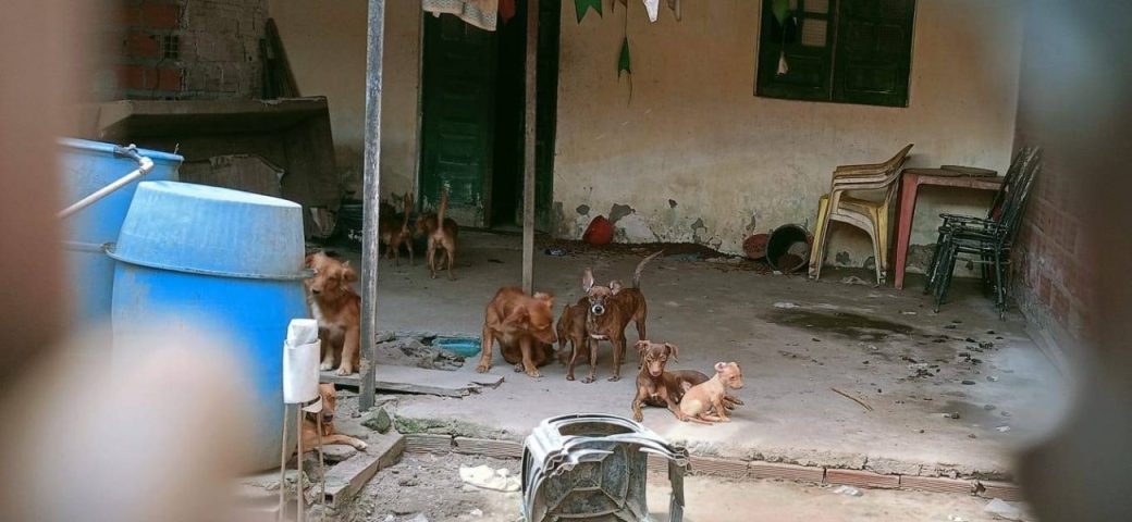 Ação conjunta apura denúncias de acúmulo e maus-tratos a animais em Feira de Santana