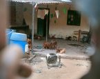 Ação conjunta apura denúncias de acúmulo e maus-tratos a animais em Feira de Santana