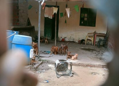 Ação conjunta apura denúncias de acúmulo e maus-tratos a animais em Feira de Santana