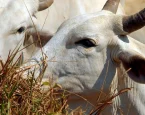 União Europeia veta compra de carne brasileira a partir de setembro de 2026