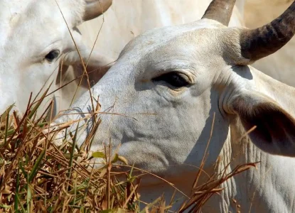 União Europeia veta compra de carne brasileira a partir de setembro de 2026
