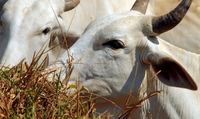 União Europeia veta compra de carne brasileira a partir de setembro de 2026