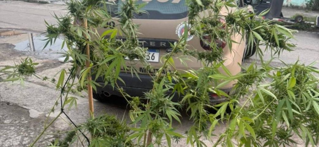 Polícia apreende pés de maconha em Feira de Santana; suspeito foge durante abordagem